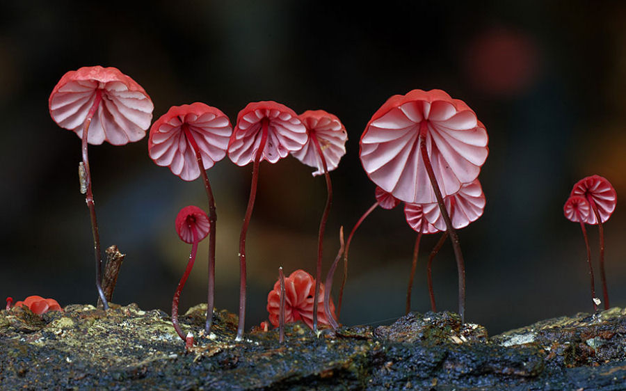 O mgico mundo dos cogumelos na fotografia de Steve Axford 01