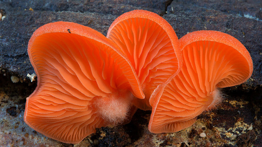 O mgico mundo dos cogumelos na fotografia de Steve Axford 02