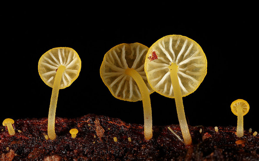 O mágico mundo dos cogumelos na fotografia de Steve Axford 03