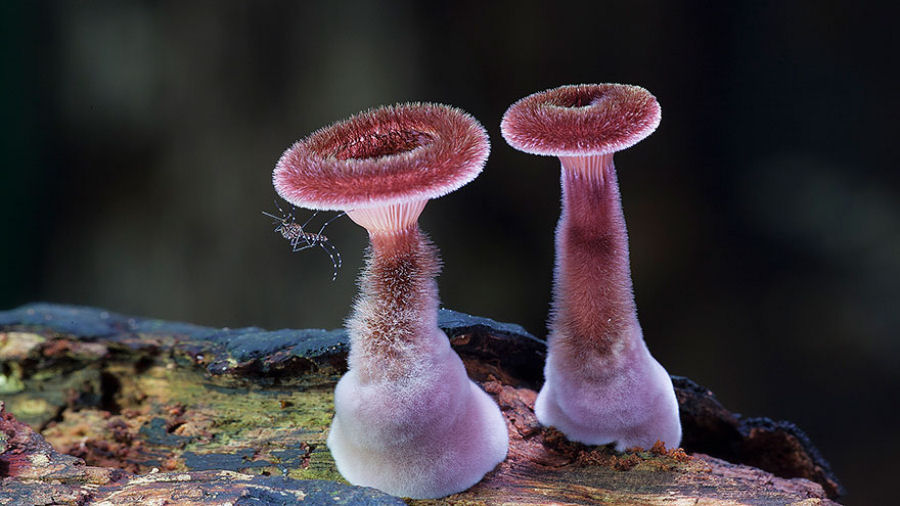 O mágico mundo dos cogumelos na fotografia de Steve Axford 04