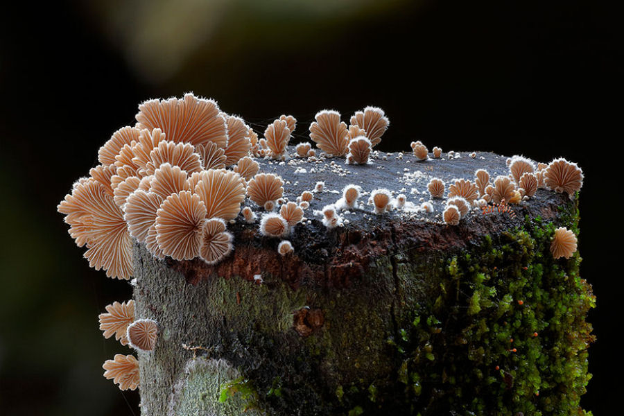 O mgico mundo dos cogumelos na fotografia de Steve Axford 05