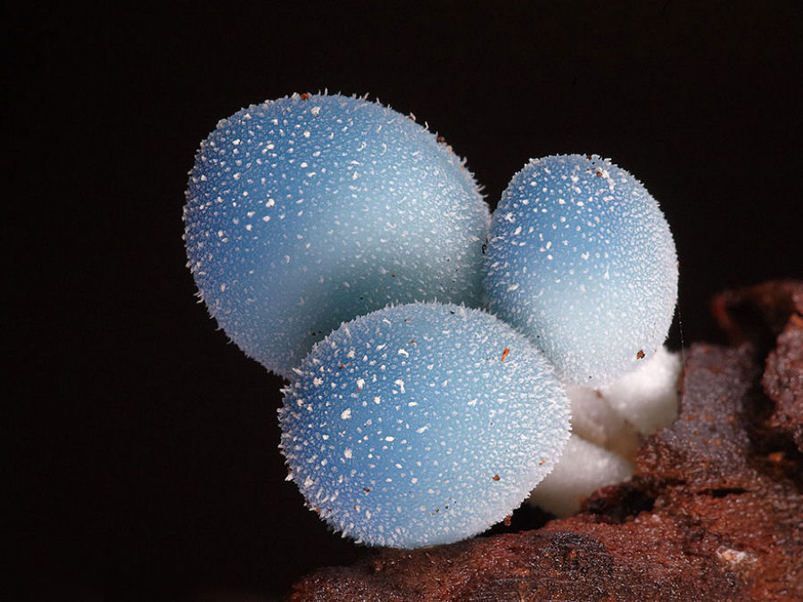 O mágico mundo dos cogumelos na fotografia de Steve Axford 06