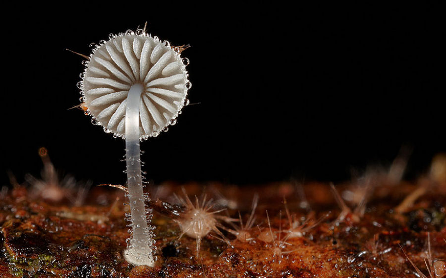 O mágico mundo dos cogumelos na fotografia de Steve Axford 07