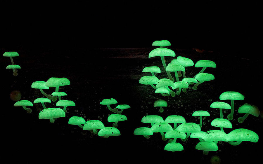 O mágico mundo dos cogumelos na fotografia de Steve Axford 08