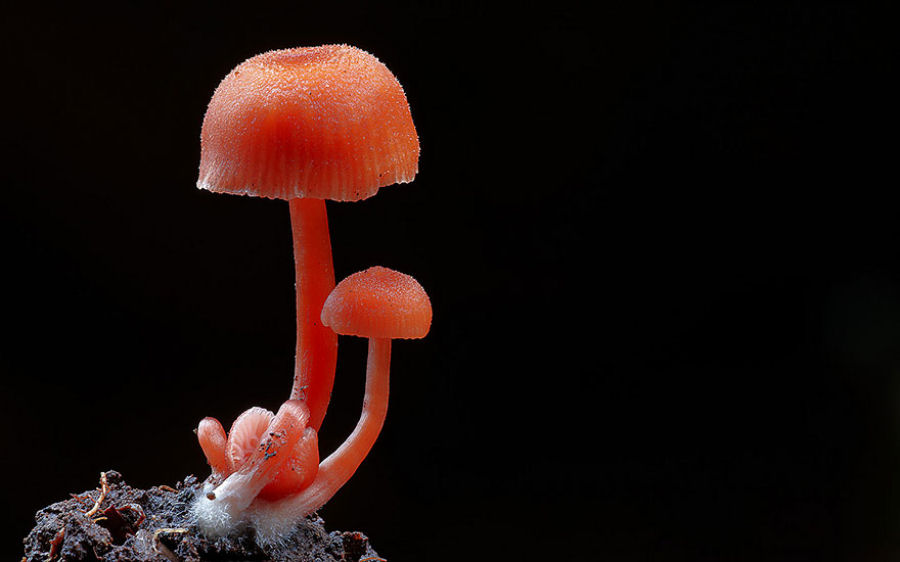 O mágico mundo dos cogumelos na fotografia de Steve Axford 09