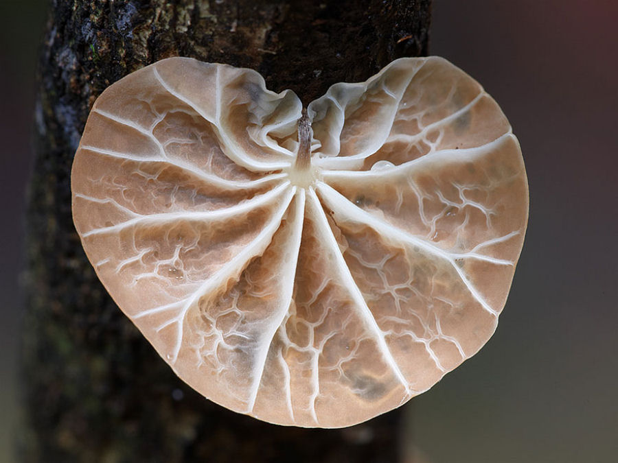 O mágico mundo dos cogumelos na fotografia de Steve Axford 10