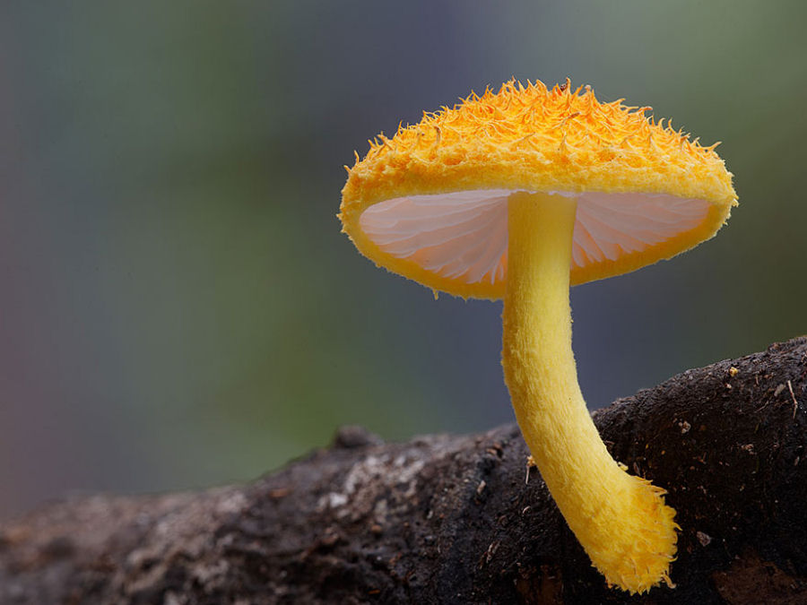 O mágico mundo dos cogumelos na fotografia de Steve Axford 11