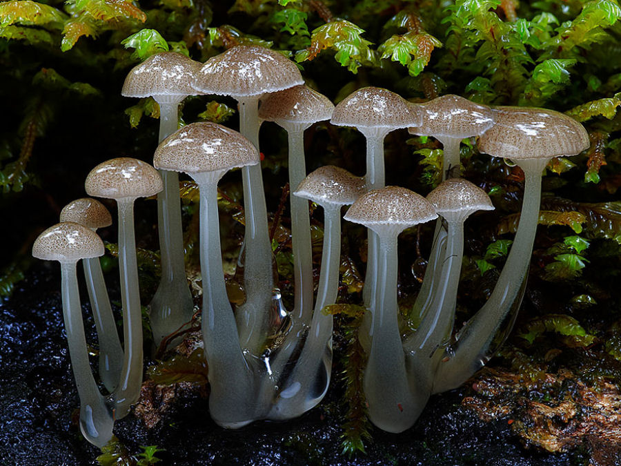 O mágico mundo dos cogumelos na fotografia de Steve Axford 13