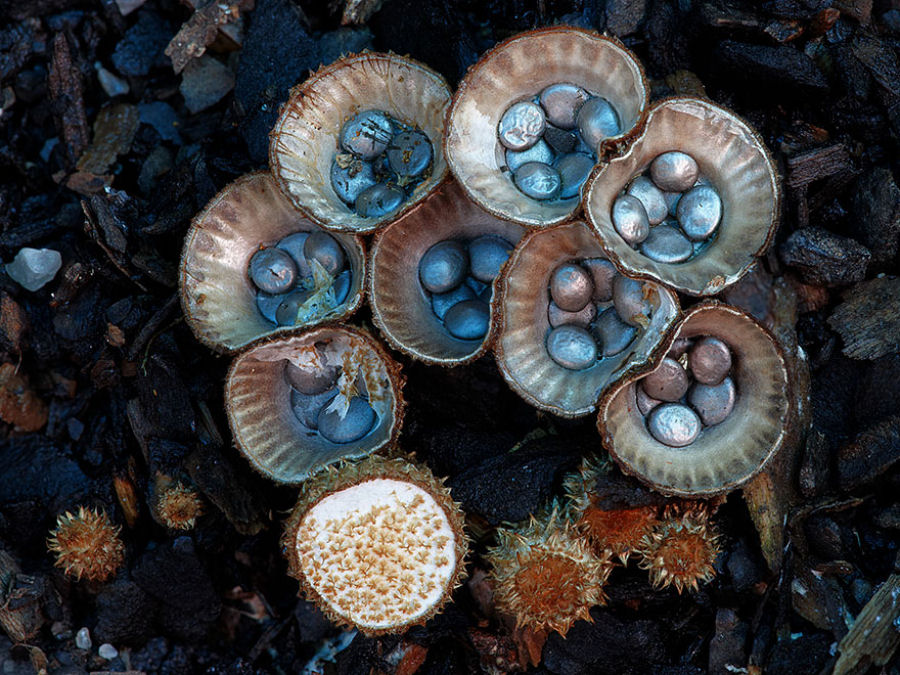 O mágico mundo dos cogumelos na fotografia de Steve Axford 14