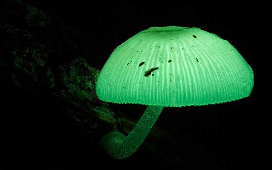 O mágico mundo dos cogumelos na fotografia de Steve Axford 15