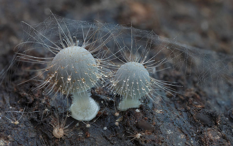 O mágico mundo dos cogumelos na fotografia de Steve Axford 17