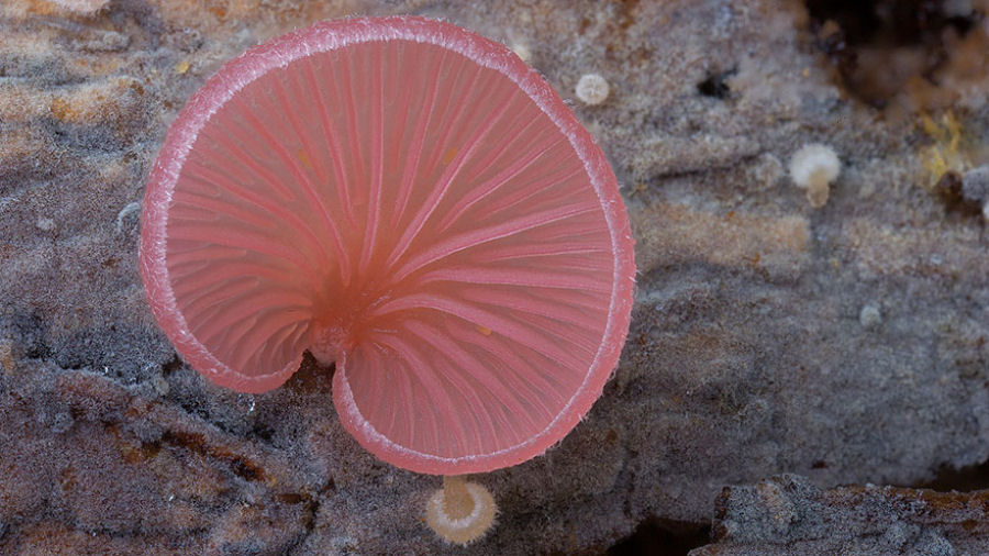 O mgico mundo dos cogumelos na fotografia de Steve Axford 18