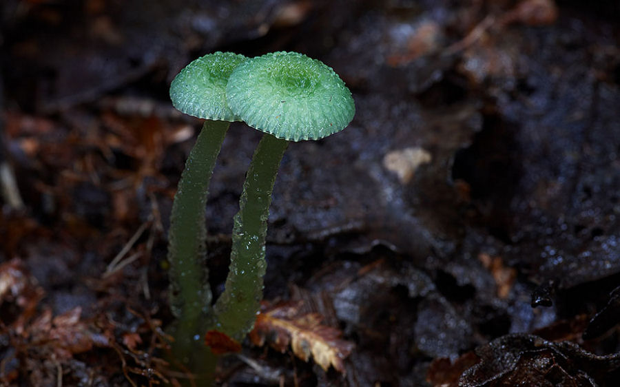 O mágico mundo dos cogumelos na fotografia de Steve Axford 19
