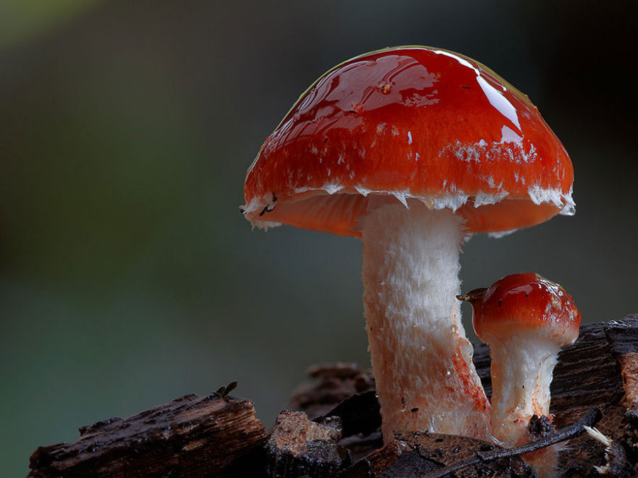 O mgico mundo dos cogumelos na fotografia de Steve Axford 20