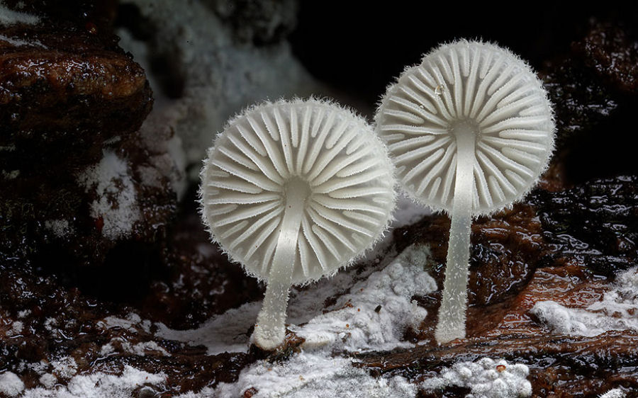 O mágico mundo dos cogumelos na fotografia de Steve Axford 21