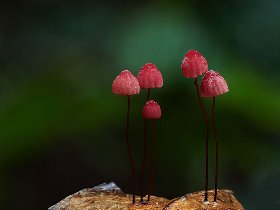O mágico mundo dos cogumelos na fotografia de Steve Axford 22