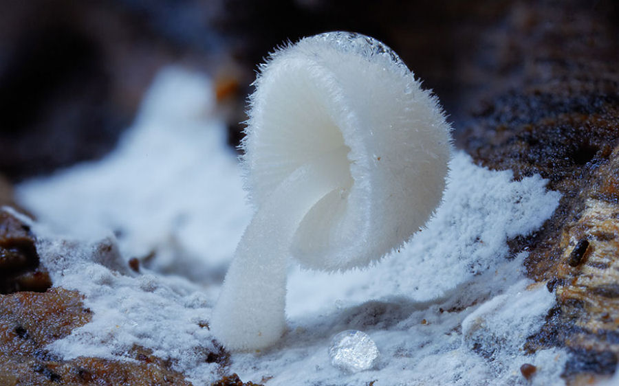 O mágico mundo dos cogumelos na fotografia de Steve Axford 23