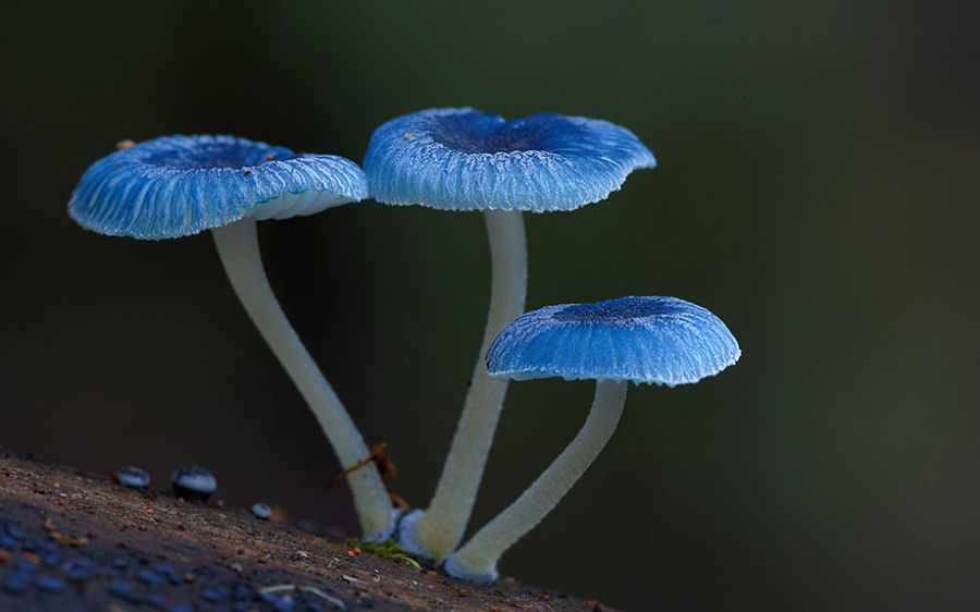 O mágico mundo dos cogumelos na fotografia de Steve Axford 24