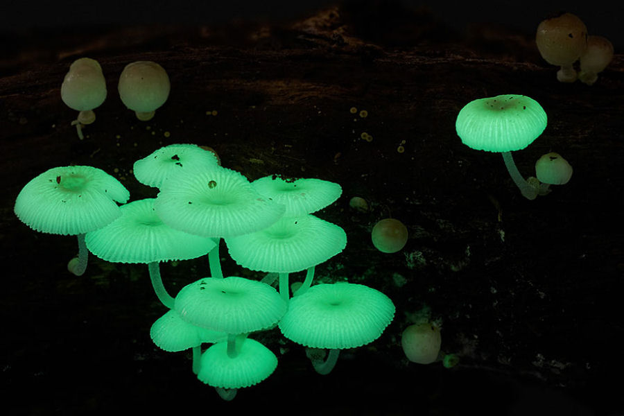 O mágico mundo dos cogumelos na fotografia de Steve Axford 25