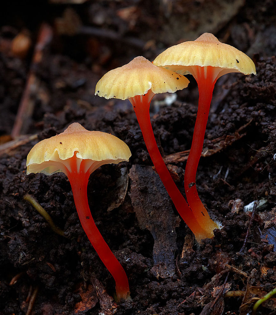 O mágico mundo dos cogumelos na fotografia de Steve Axford 26