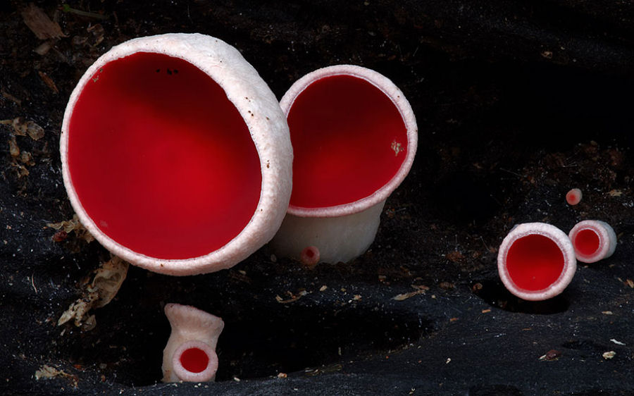 O mágico mundo dos cogumelos na fotografia de Steve Axford 27