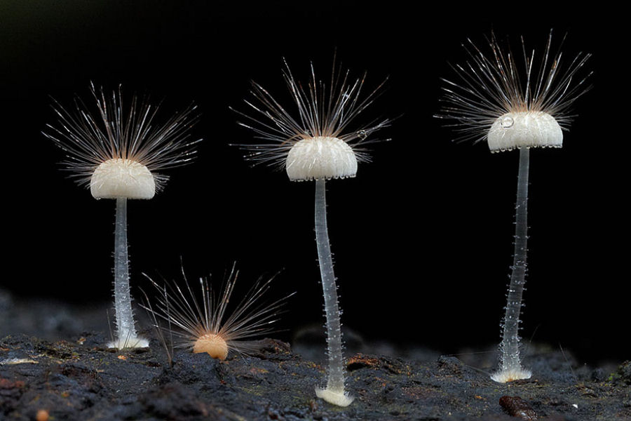 O mágico mundo dos cogumelos na fotografia de Steve Axford 28