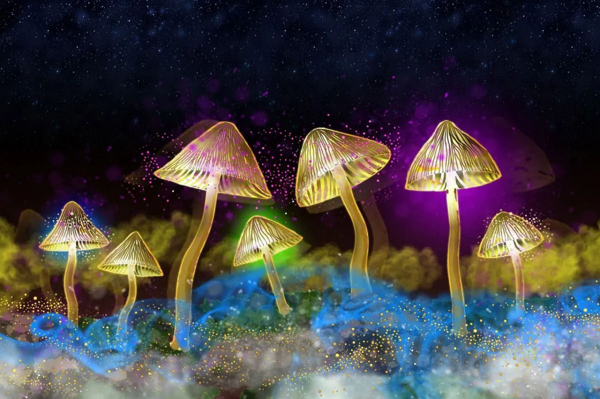 O segredo por trás do brilho mágico dos cogumelos bioluminescentes