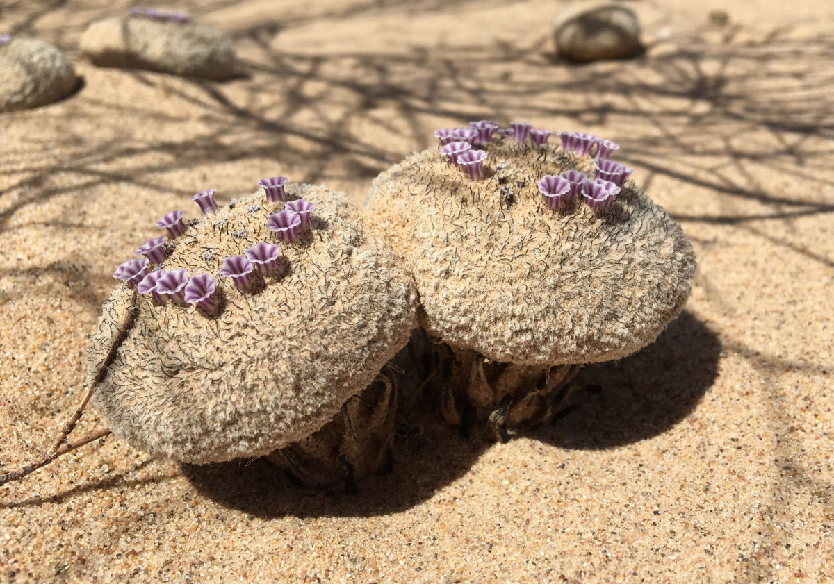 Comida-de-areia, uma planta estranha com uma florzinha linda