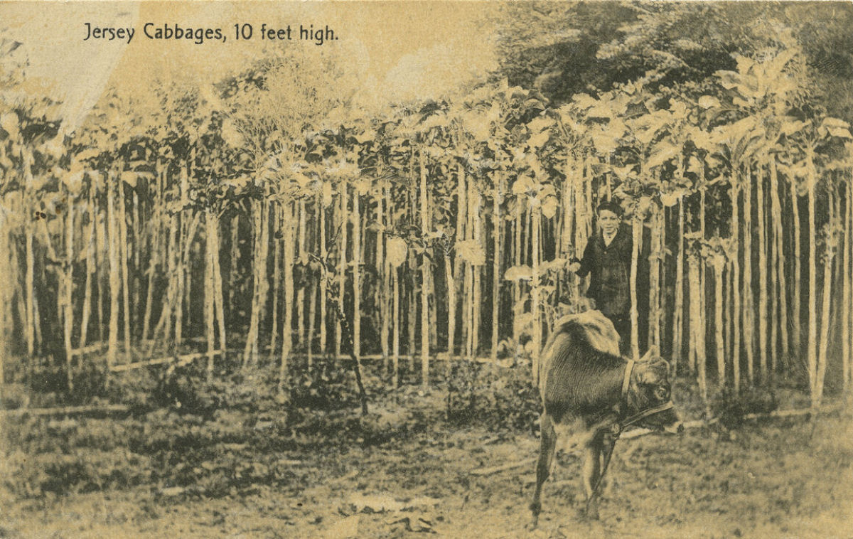 Nos anos 1800, ilha britânica era coberta por bosques de couve de 3,5 metros