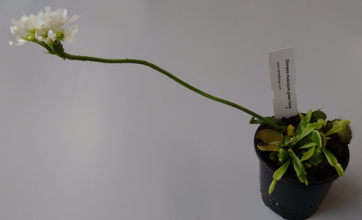 Para evitar matar polinizadores, esta planta carnívora mantém as flores longe das armadilhas