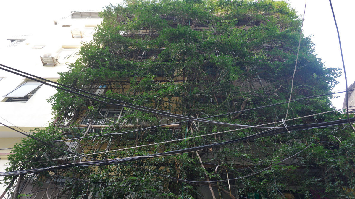 Vietnamita usou duas trepadeiras para transformar um edifício de 5 andares em um jardim vertical 03