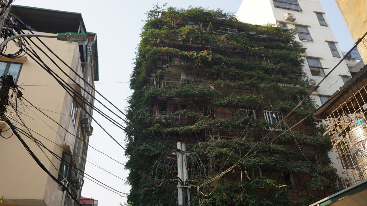 Vietnamita usou duas trepadeiras para transformar um edifício de 5 andares em um jardim vertical 04