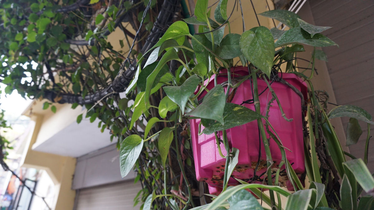 Vietnamita usou duas trepadeiras para transformar um edifício de 5 andares em um jardim vertical 09