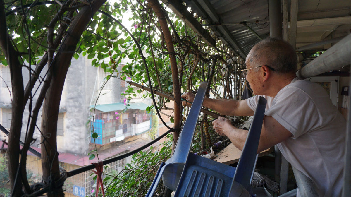 Vietnamita usou duas trepadeiras para transformar um edifício de 5 andares em um jardim vertical 11