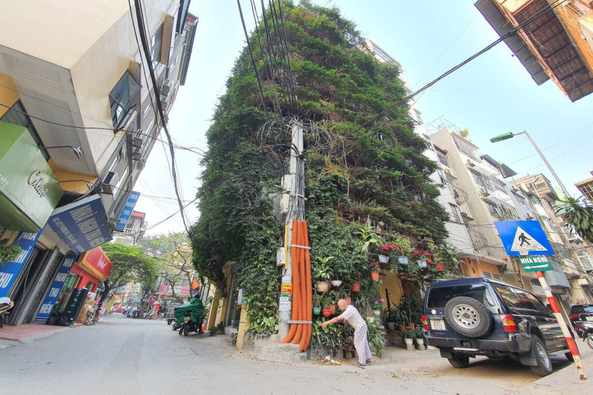 Vietnamita usou duas trepadeiras para transformar um edifício de 5 andares em um jardim vertical 15