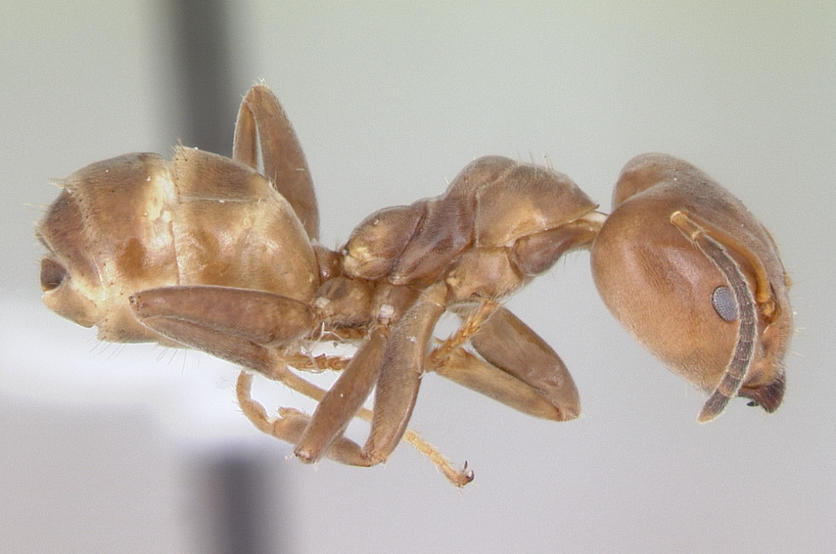 As formigas-aztecas são mestres em controle de danos