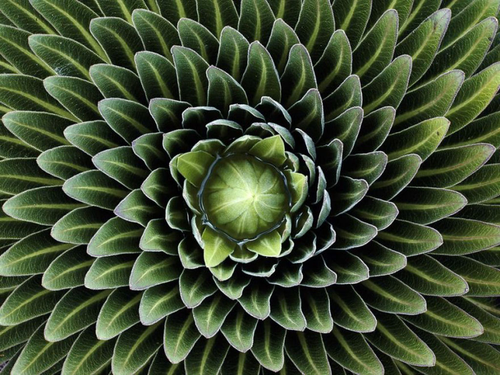 25 Fotografias de plantas para os amantes da matemática 06