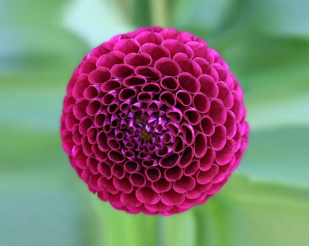 25 Fotografias de plantas para os amantes da matemática 10