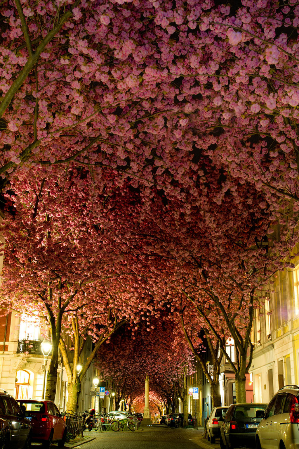 As floradas de cerejeiras mais bonitas em todo o mundo 01