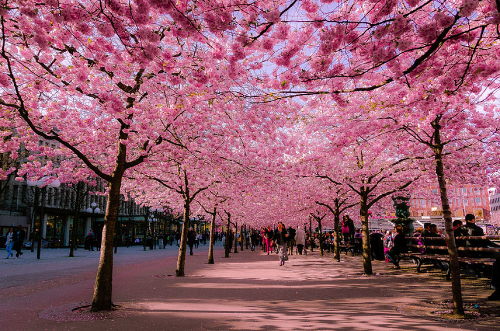 As floradas de cerejeiras mais bonitas em todo o mundo 02