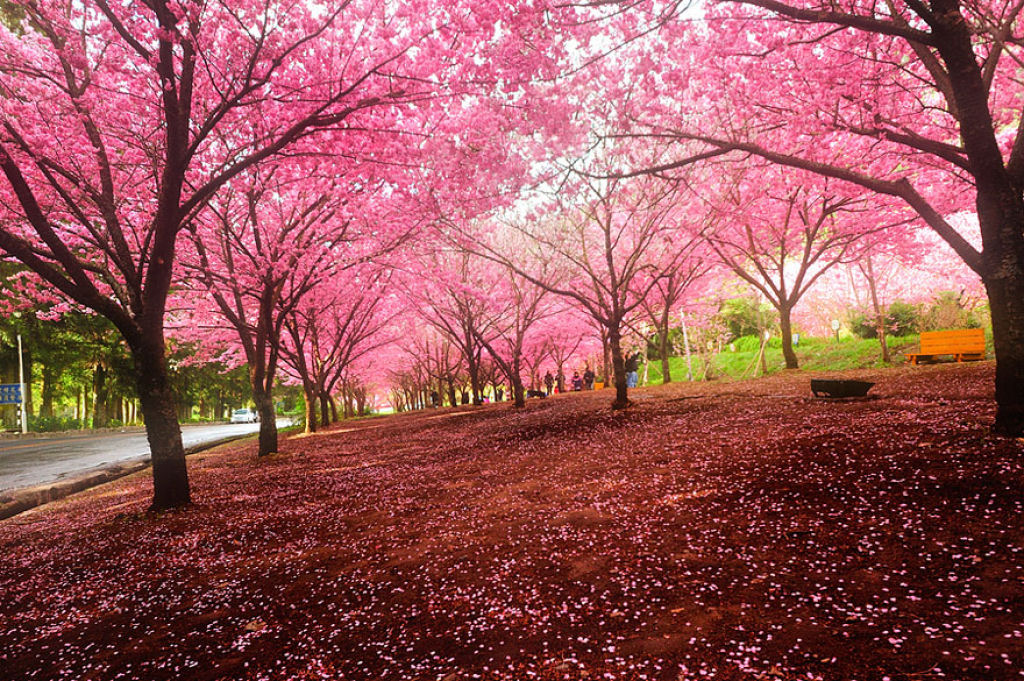As floradas de cerejeiras mais bonitas em todo o mundo 03