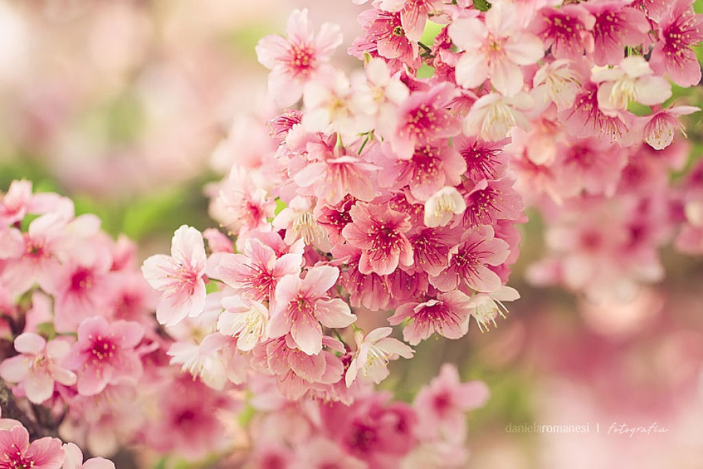 As floradas de cerejeiras mais bonitas em todo o mundo 05