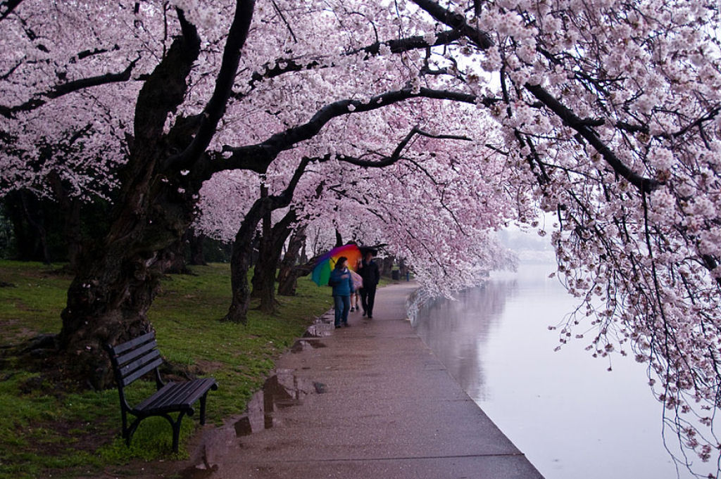 As floradas de cerejeiras mais bonitas em todo o mundo 06