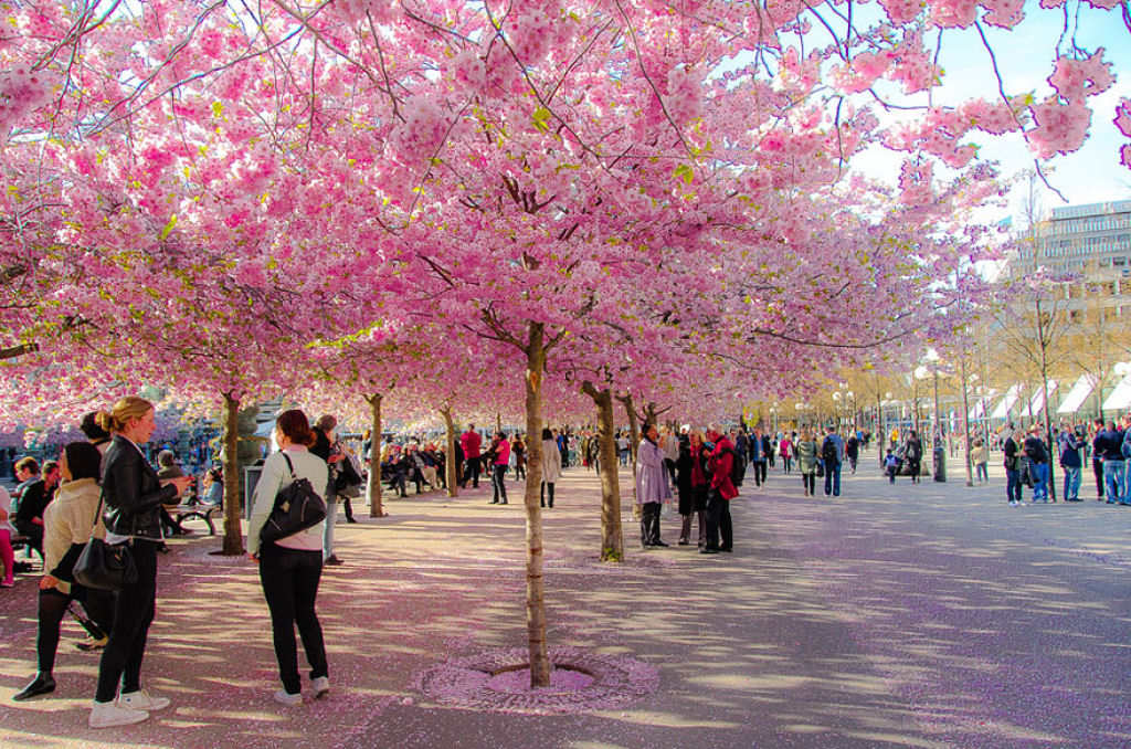 As floradas de cerejeiras mais bonitas em todo o mundo 07