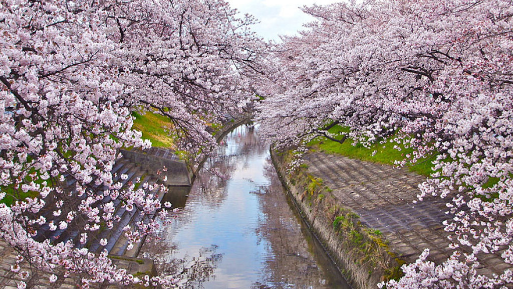 As floradas de cerejeiras mais bonitas em todo o mundo 08
