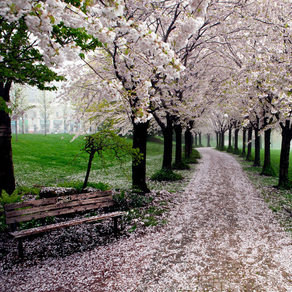 As floradas de cerejeiras mais bonitas em todo o mundo 09