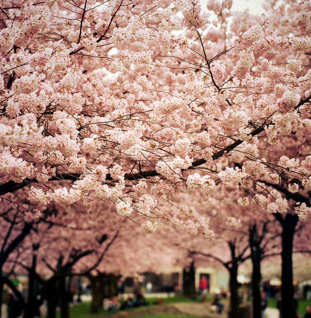 As floradas de cerejeiras mais bonitas em todo o mundo 12