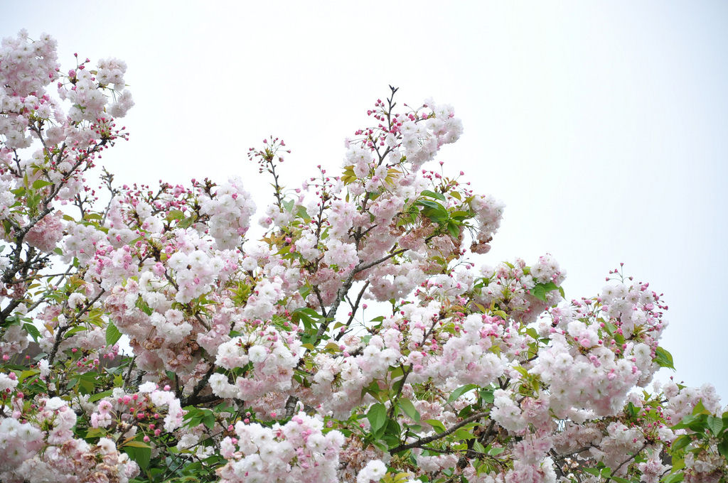 As floradas de cerejeiras mais bonitas em todo o mundo 15