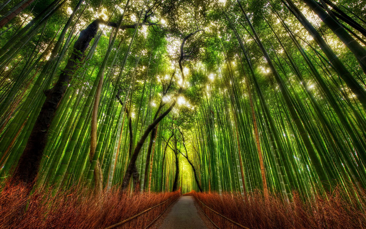 Conhece o misterioso fenmeno da florescncia do bambu? 01