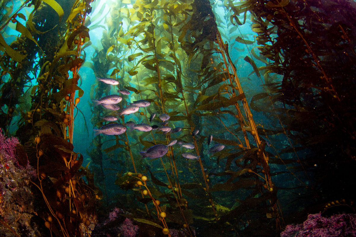 Sabia que existem florestas gigantescas no fundo do oceano